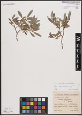 Foto von Salix cantabrica Rech. f.